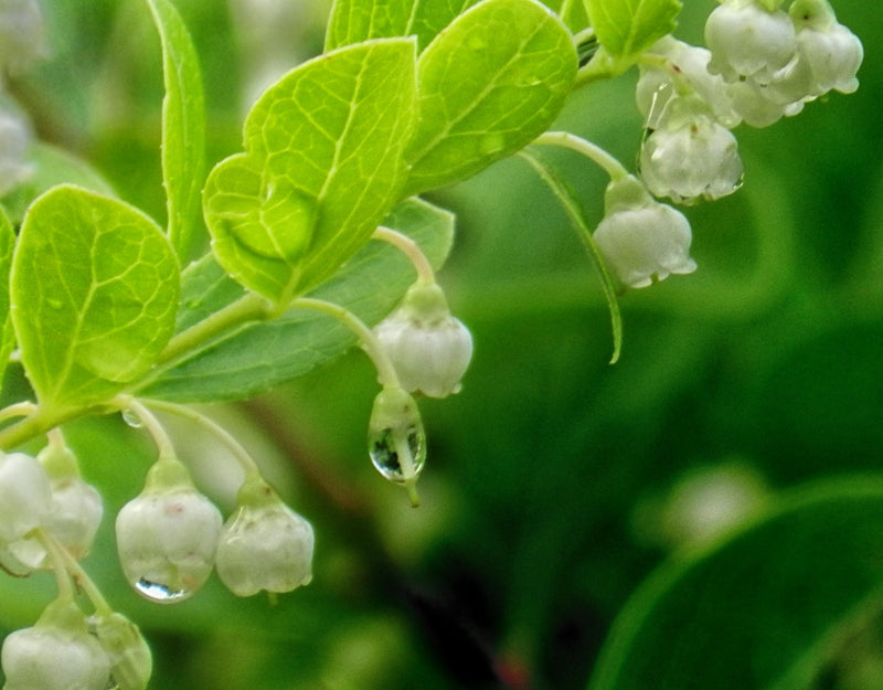Image of Green leaves and delicate white flowers with dew on them